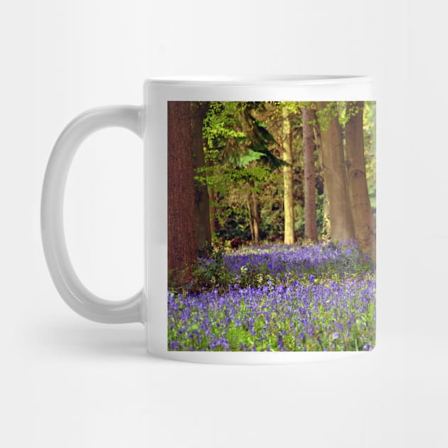 Bluebell Woods Basildon Park Reading by AndyEvansPhotos